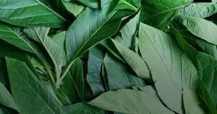 Bitter Leaves - Image 1