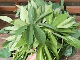 Cassava Leaves - Image 1